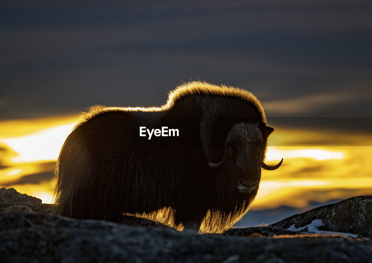 American bison standing on mountain against cloudy sky during sunset