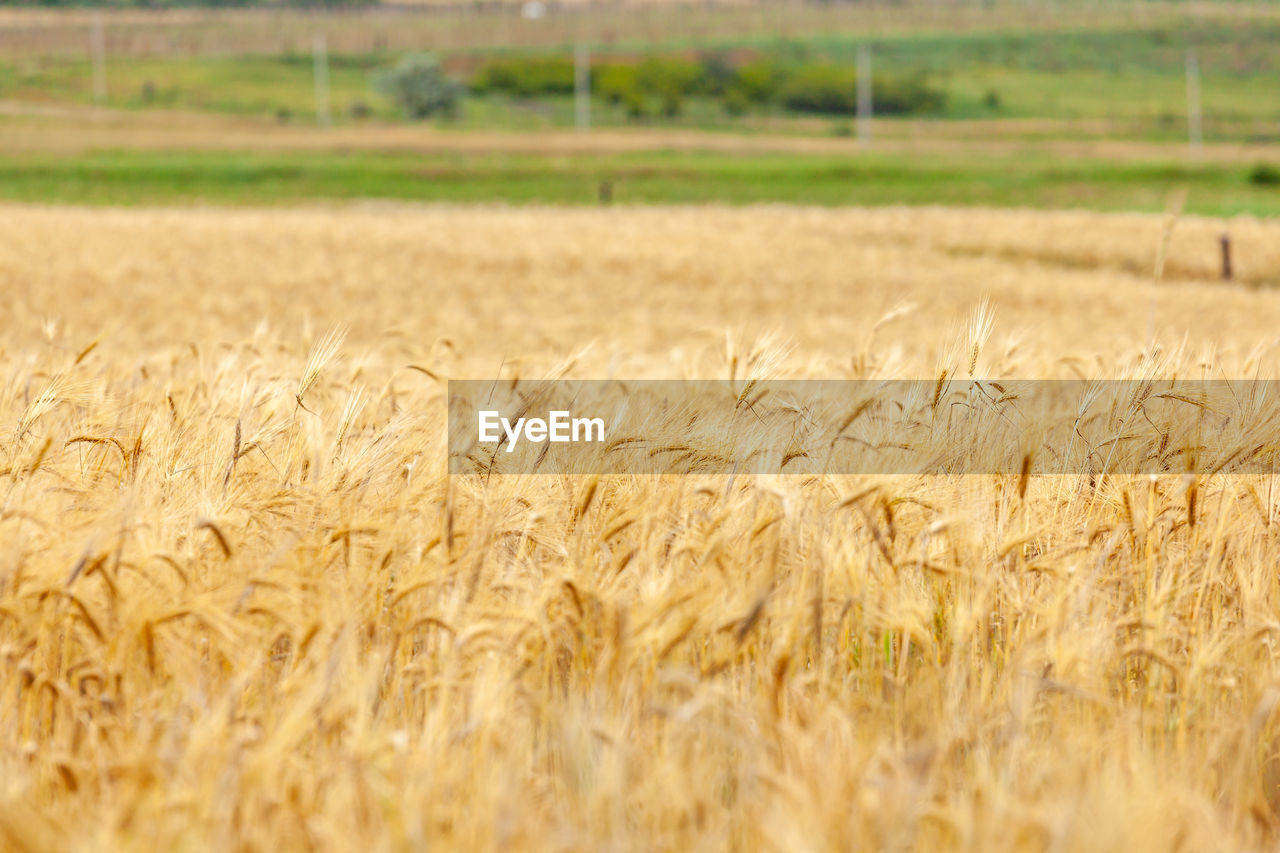 agriculture, landscape, crop, food, field, rural scene, cereal plant, land, plant, farm, food grain, growth, environment, wheat, nature, barley, rye, no people, scenics - nature, beauty in nature, gold, tranquility, day, tranquil scene, outdoors, cereal, summer, harvesting, food and drink, emmer, grassland, selective focus, sky, soil, triticale, prairie