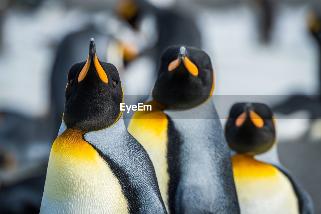 Close-up of three king penguins looking ahead