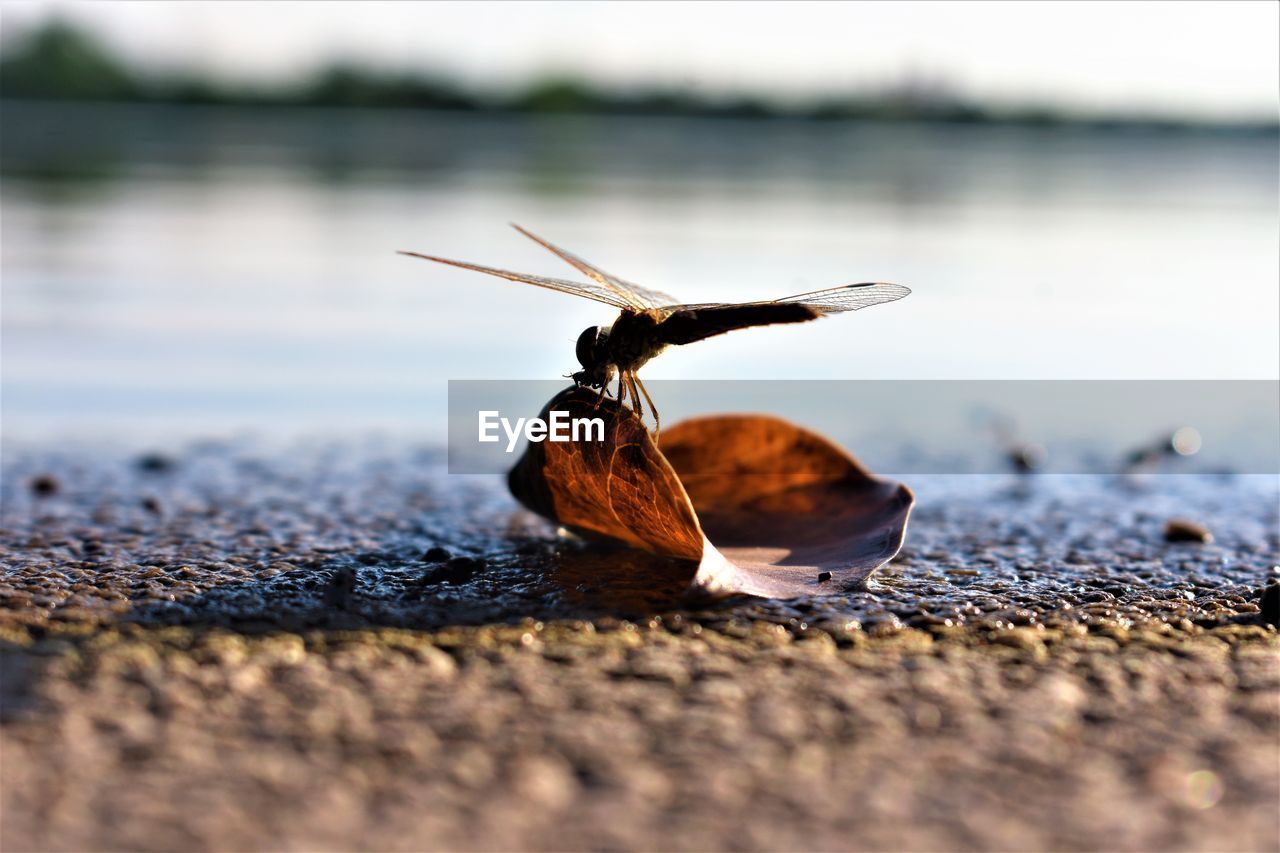 Close-up of dragonfly on dry leaf at beach