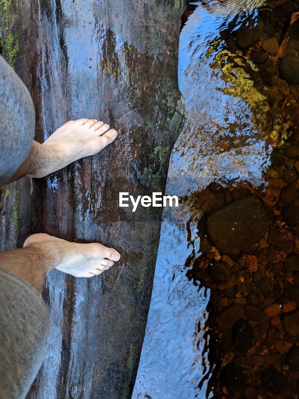 HIGH ANGLE VIEW OF WET ROCK BY TREE
