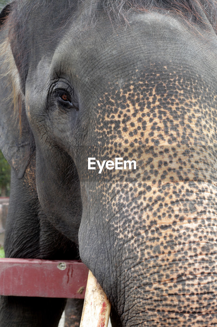 Close-up of elephant