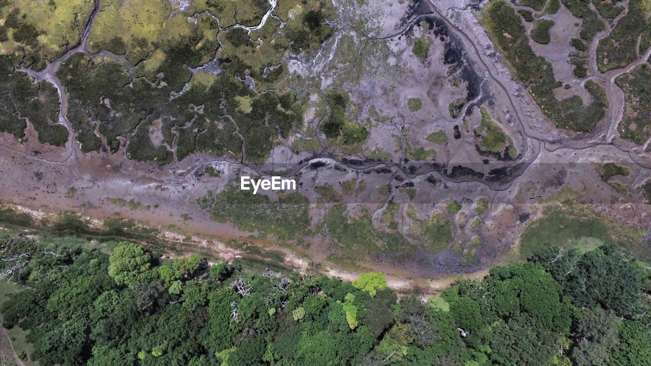 High angle view of moss growing on land