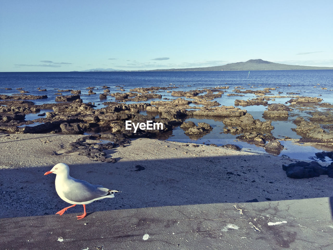 Seagulls perching on shore against clear sky