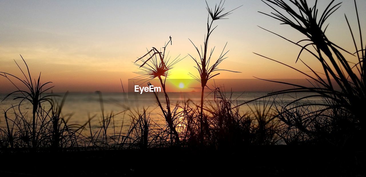 SILHOUETTE PLANTS ON BEACH AGAINST ROMANTIC SKY