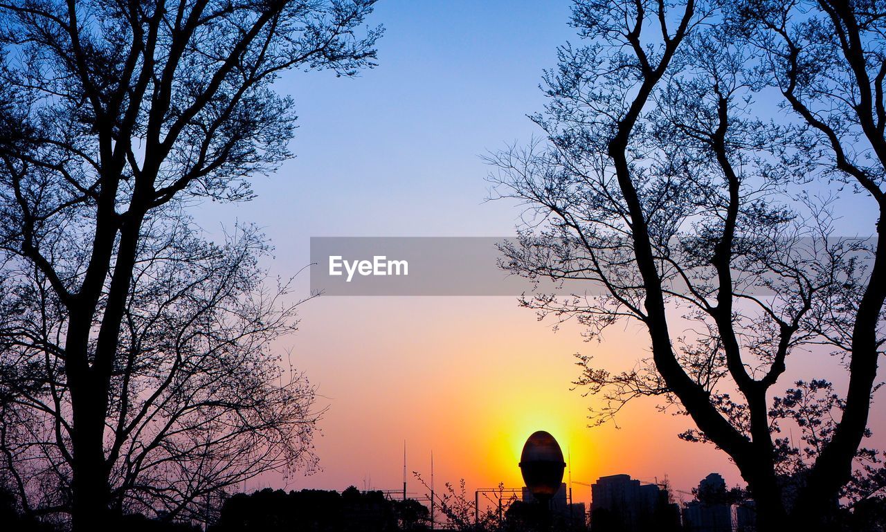 SILHOUETTE OF TREES DURING SUNSET