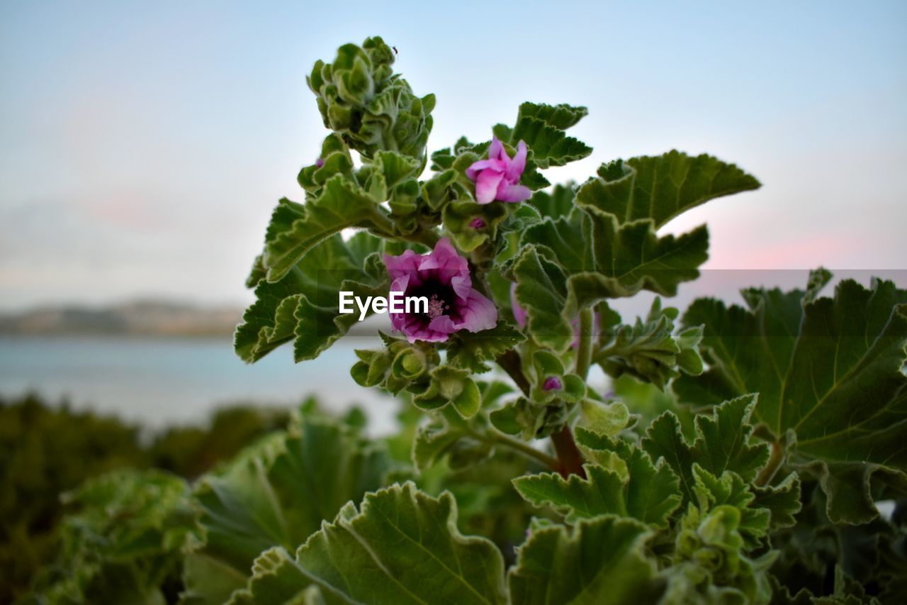 CLOSE-UP OF FLOWERING PLANT