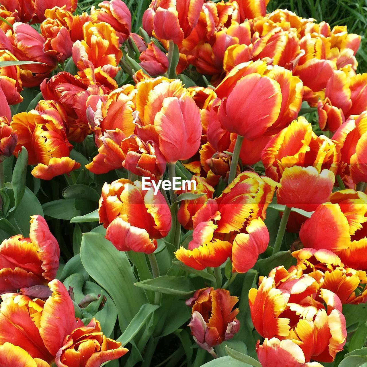 Full frame shot of red flowers