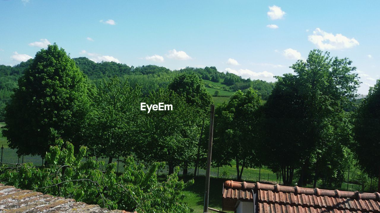 TREES AND GREEN PLANTS AGAINST SKY