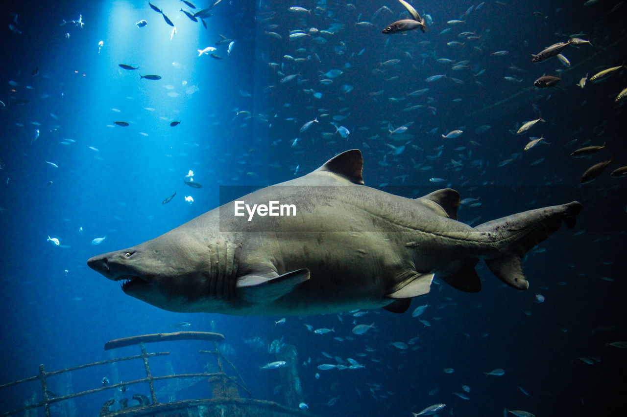 Fish swimming in sea