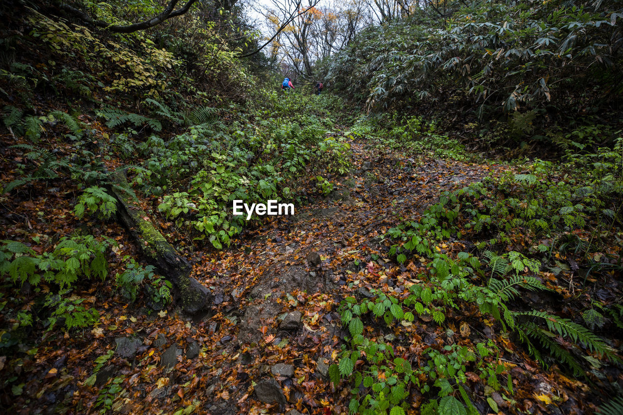 HIGH ANGLE VIEW OF PLANTS GROWING ON LAND IN FOREST