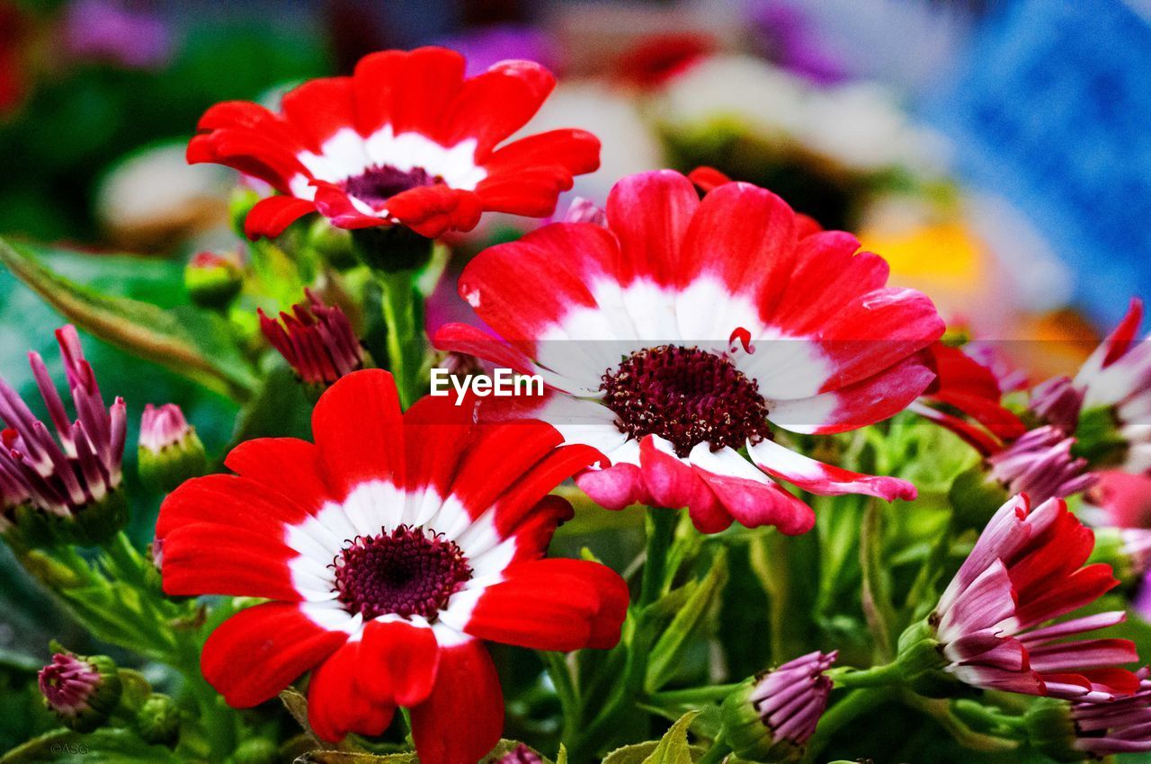 CLOSE-UP OF RED FLOWERING PLANT