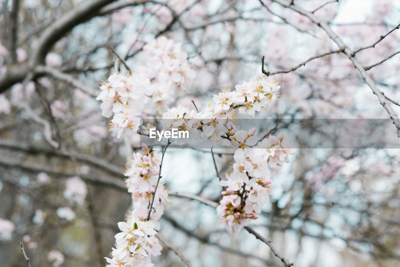 The first day of spring. white cherry blossoms on a tree branch. selective focus