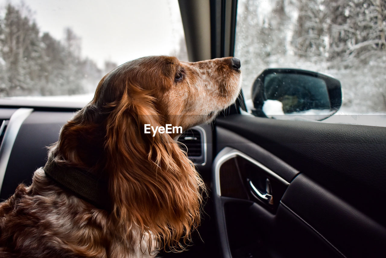 Dog looking through car window