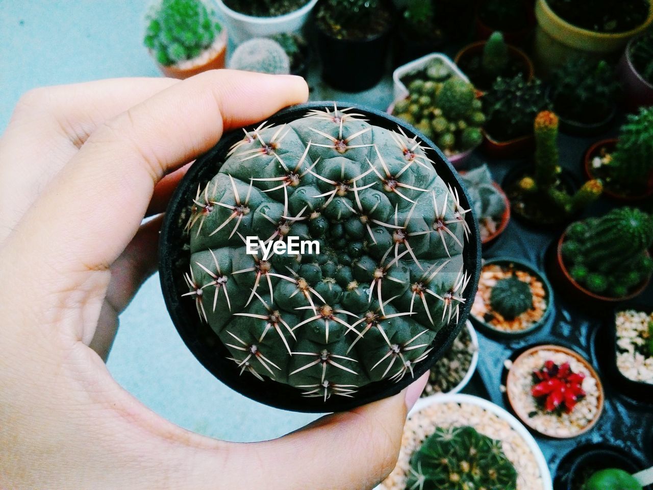 Close-up of hand holding potted cactus