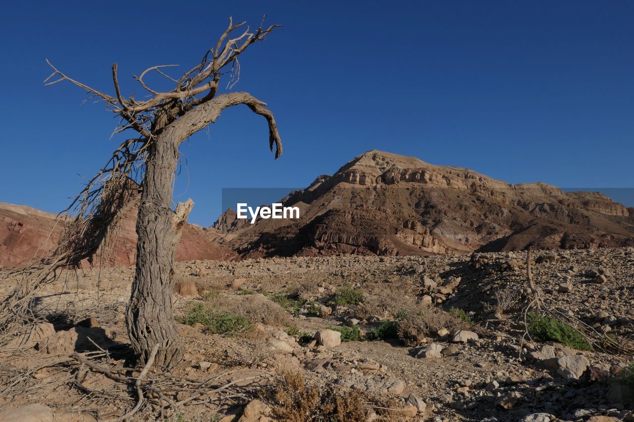 DEAD TREE IN DESERT AGAINST BLUE SKY