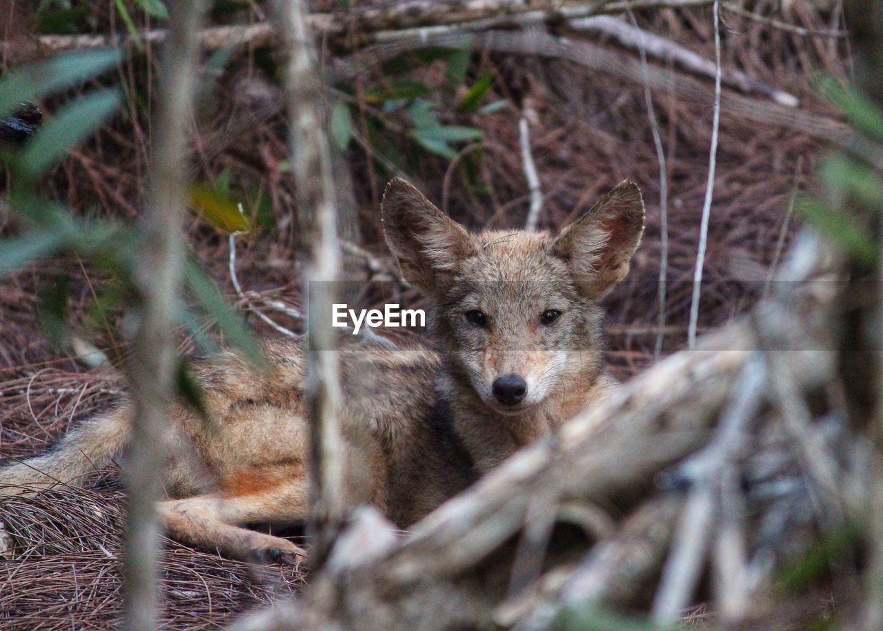 Portrait of coyote relaxing on twigs