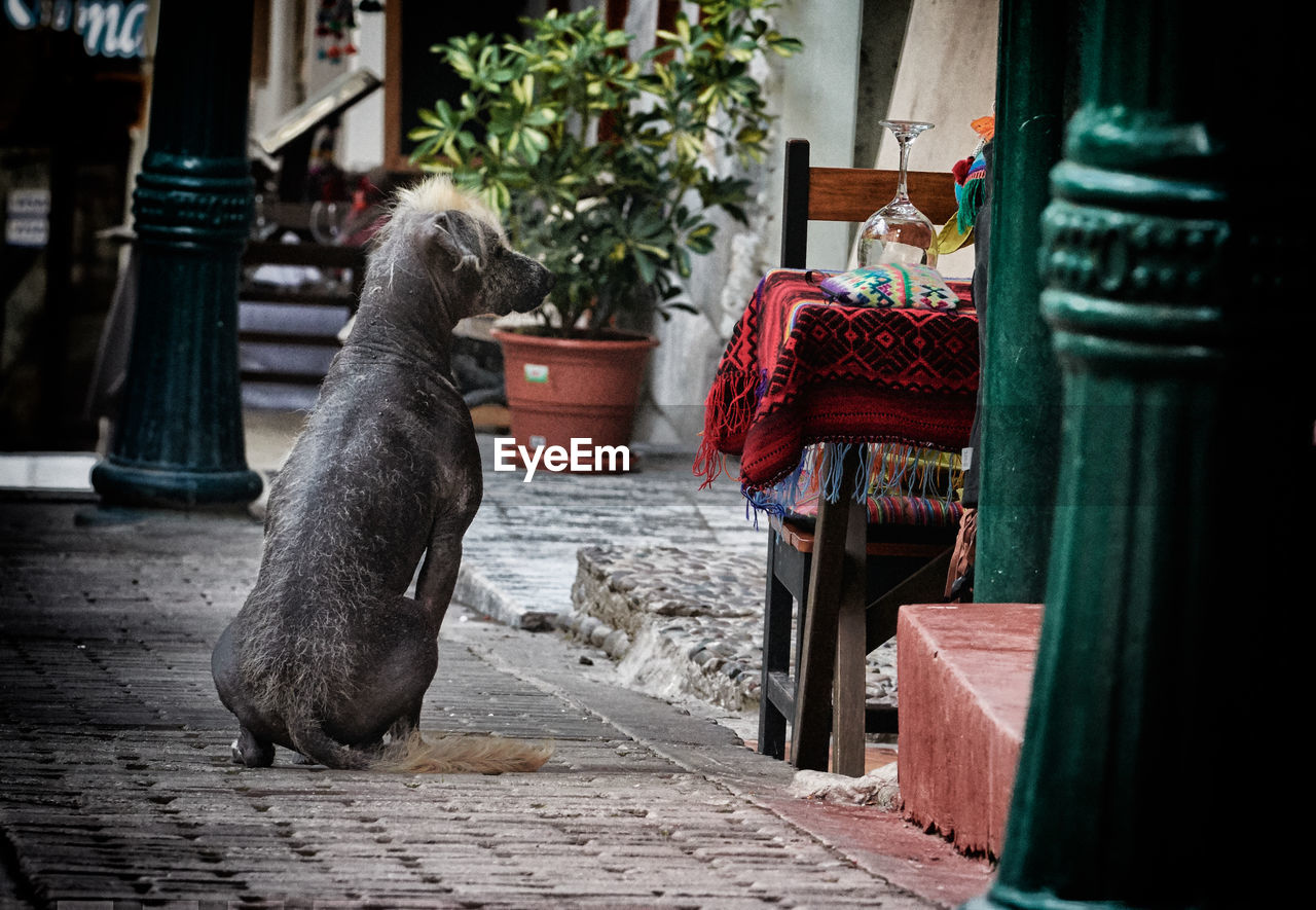 Dog looking at a dining table along the street sidewalk.