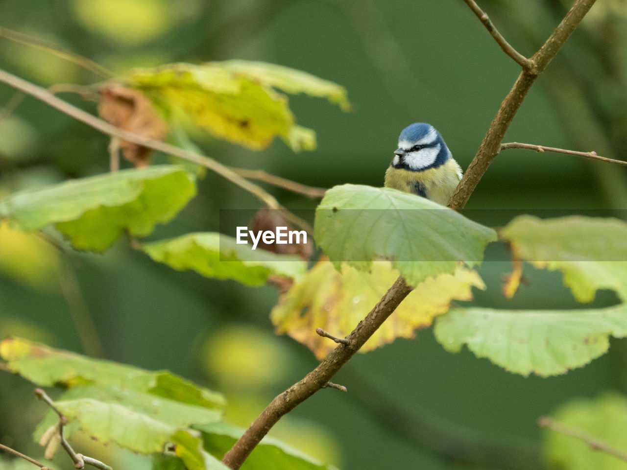 Blue tit perching on plant