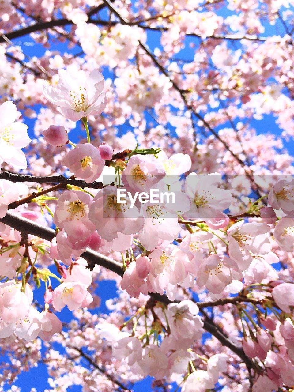 Close-up of cherry tree against sky