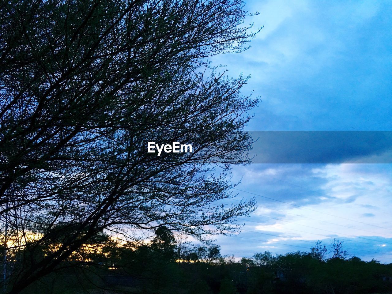 Low angle view of trees against cloudy sky
