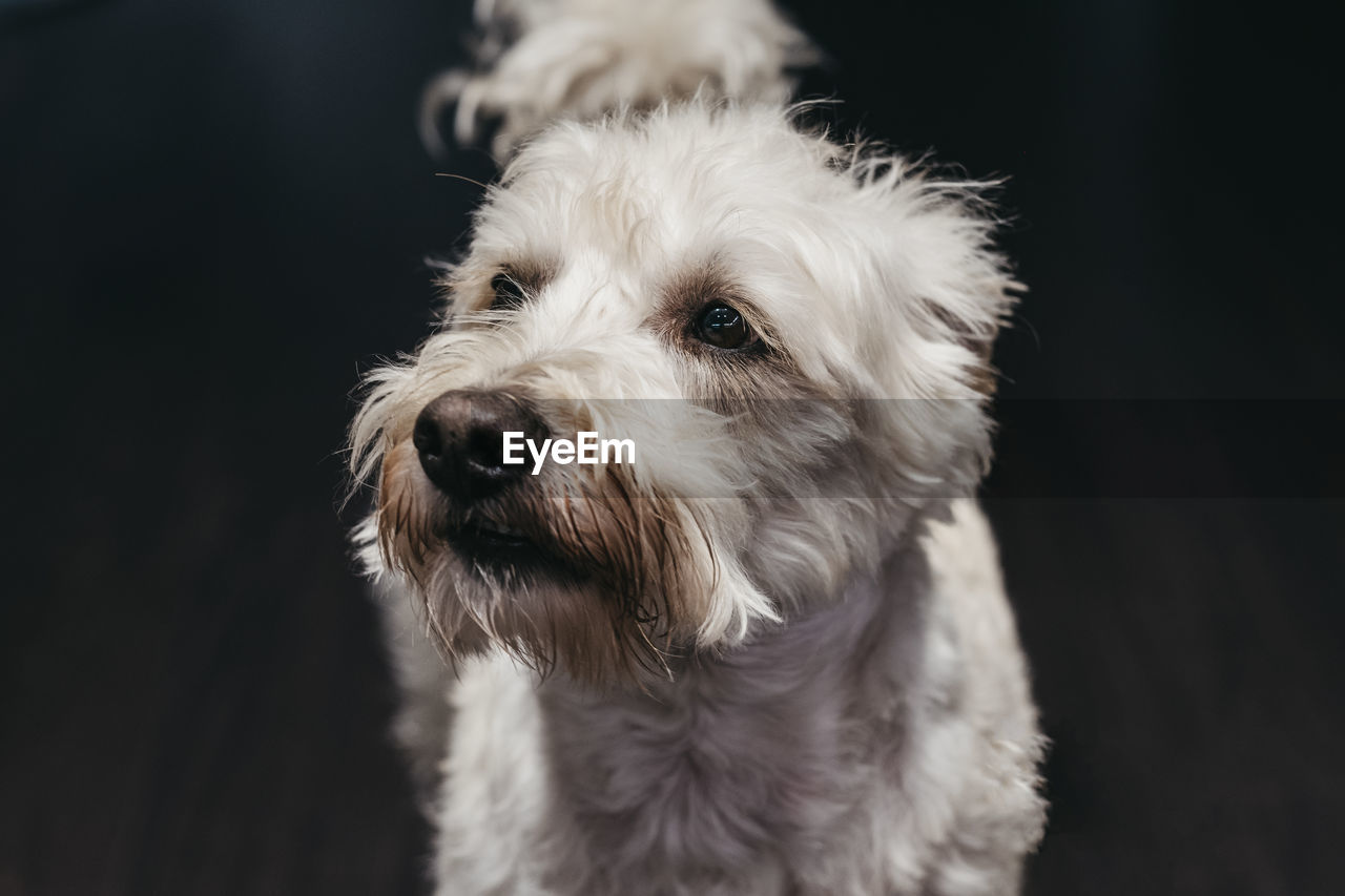 Close up portrait of a senior ganaraskan dog, looking at the camera, selective focus.