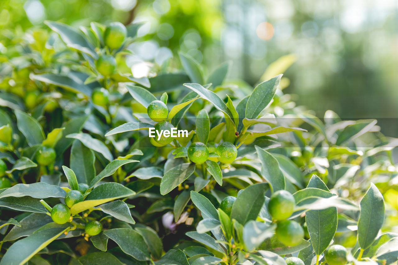 Fortunella japonica or cumquat. natural background with cumquat fruits in green foliage at sunlight.