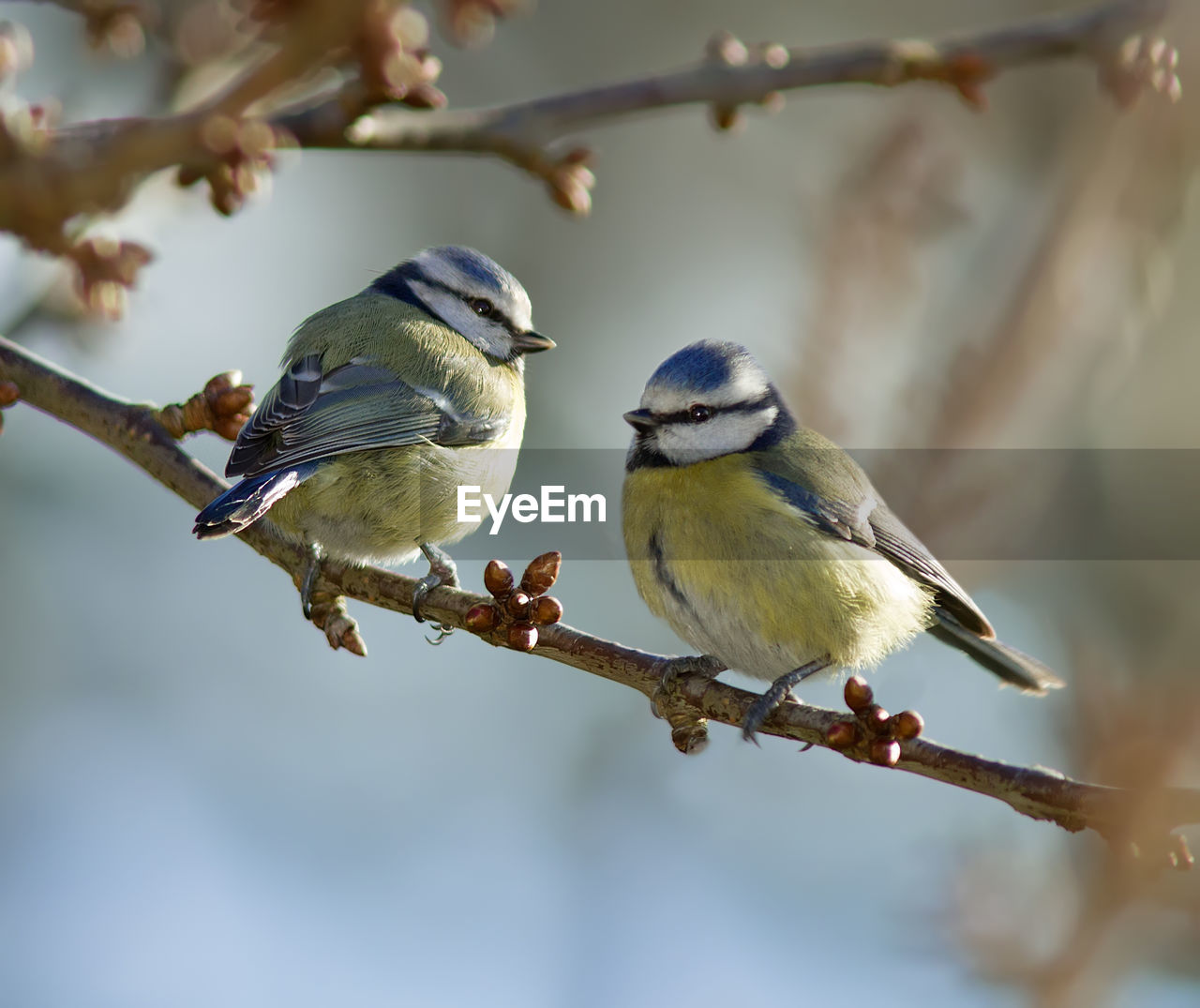 Close-up of birds perching on branch