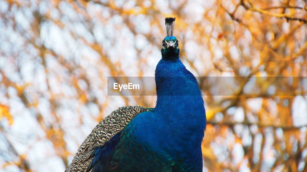 animal themes, peacock, animal, bird, one animal, animal wildlife, wildlife, beauty in nature, blue, tree, nature, feather, peacock feather, multi colored, no people, plant, outdoors, day, focus on foreground, animal body part, branch, animal's crest, autumn, close-up