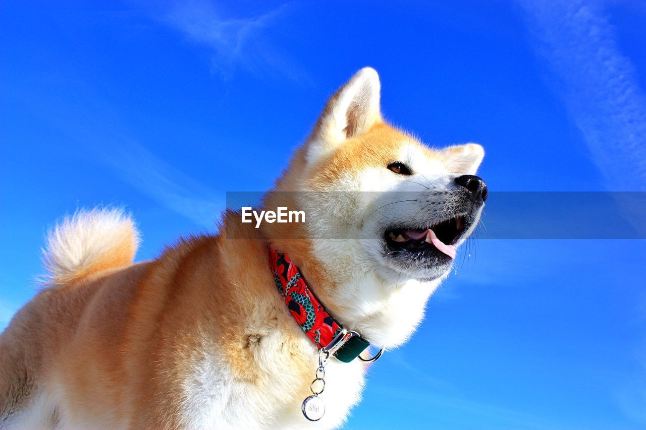 Close-up of a dog against blue sky