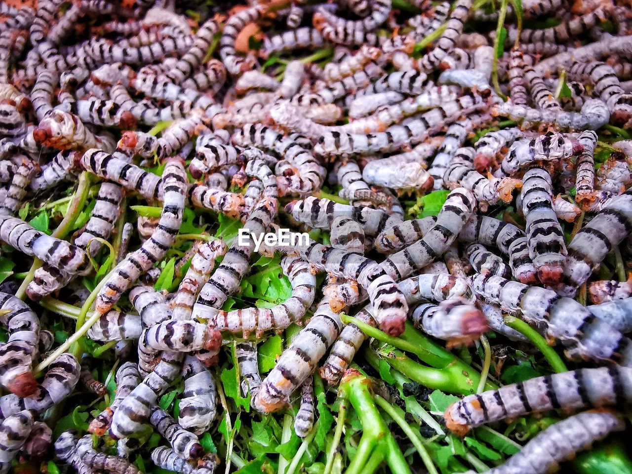 Silk worms' galore