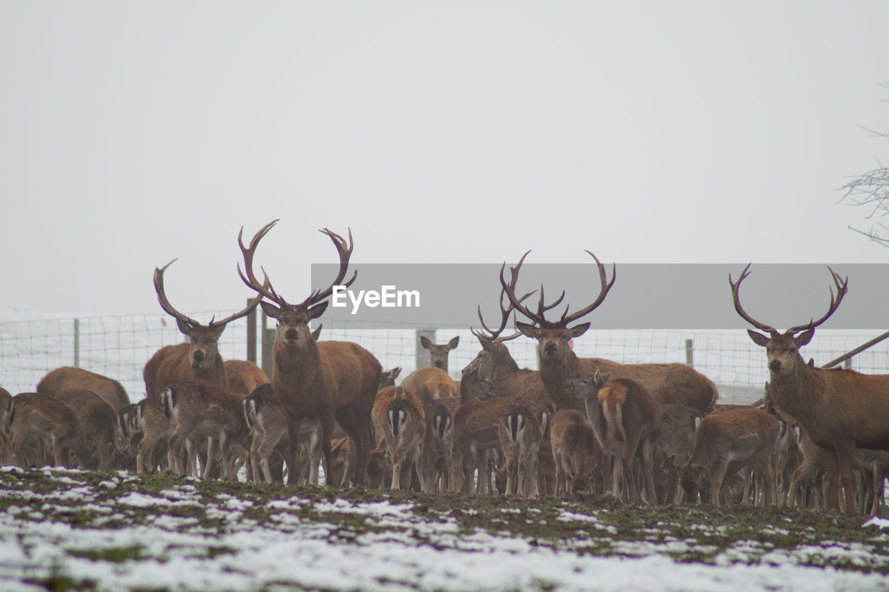 Deer standing on field against clear sky during winter