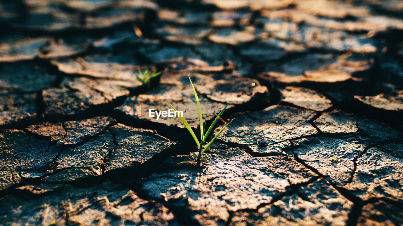 Close-up of grass on ground