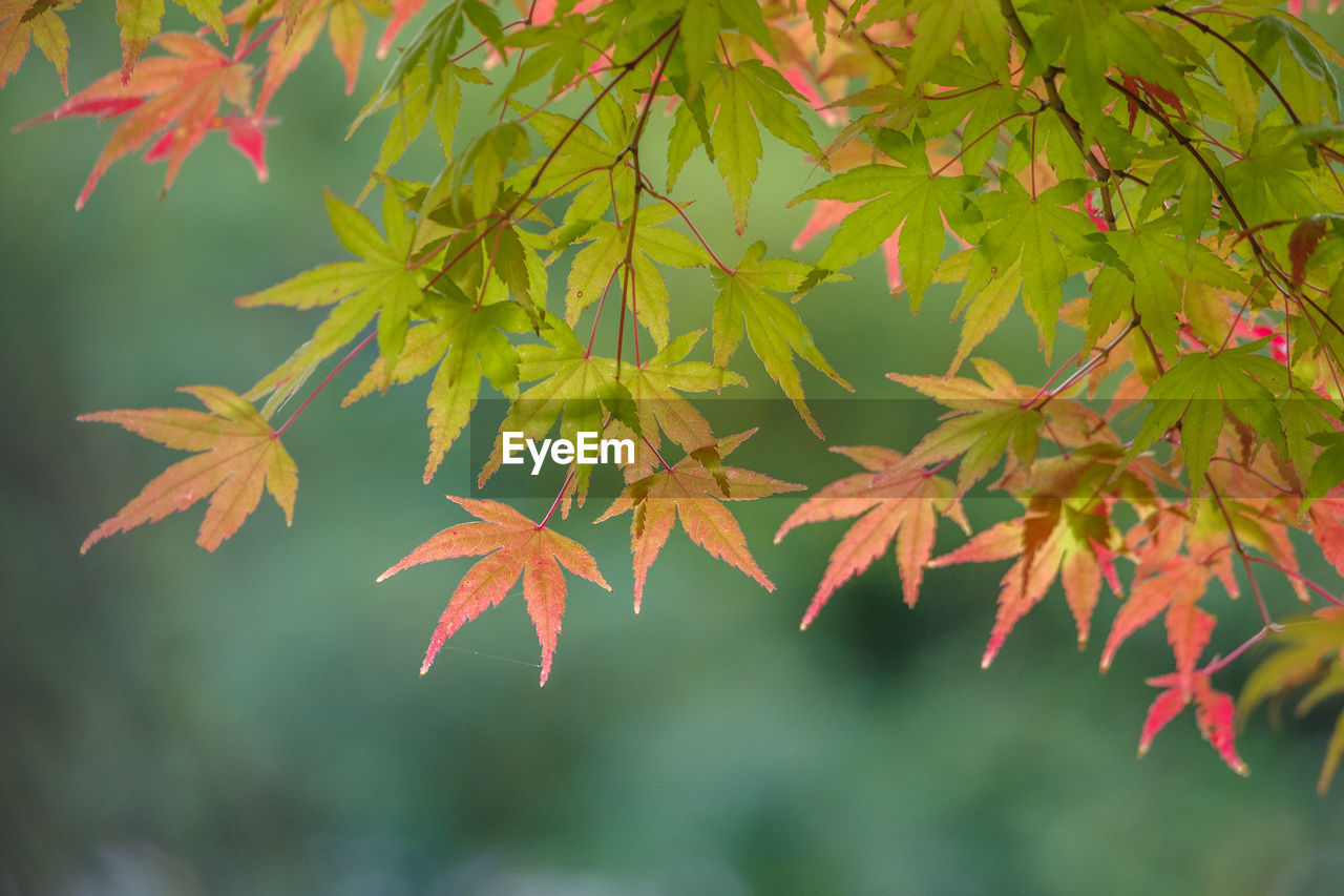 leaf, plant part, tree, maple, autumn, plant, nature, maple leaf, maple tree, beauty in nature, branch, no people, outdoors, orange color, environment, close-up, day, multi colored, tranquility, sunlight, red, land, focus on foreground, forest, backgrounds, flower, growth, green, vibrant color, yellow, scenics - nature