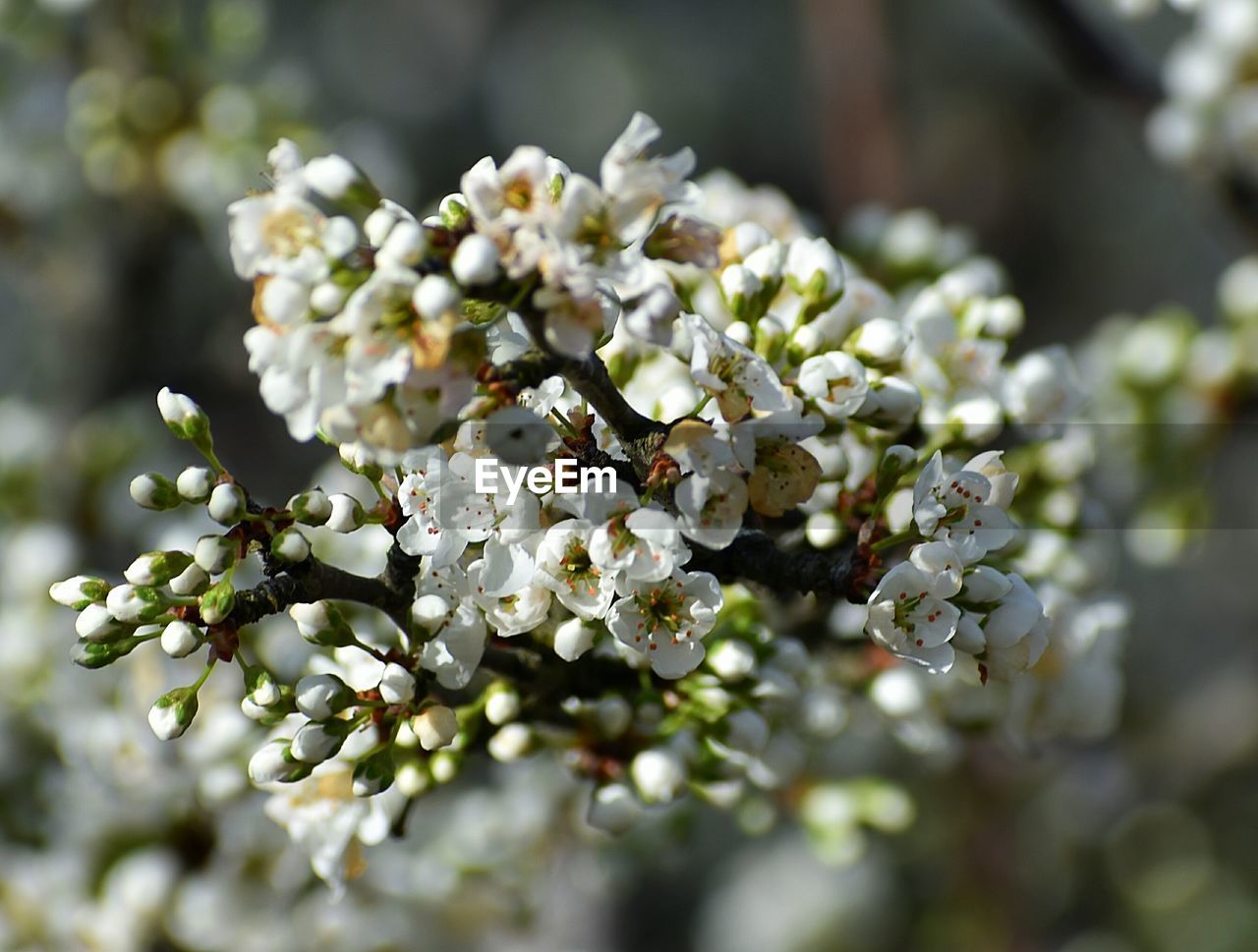 CLOSE-UP OF WHITE FLOWERS ON TREE