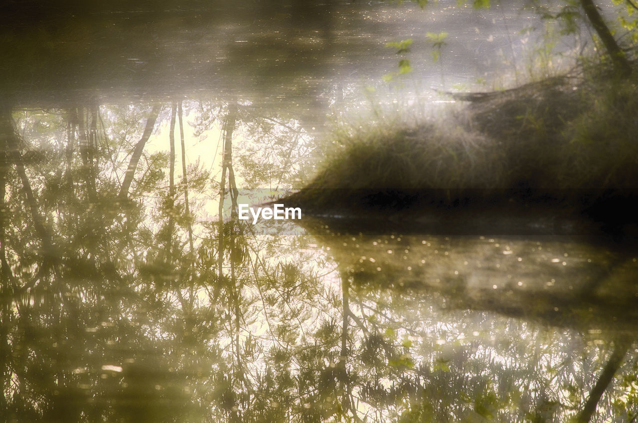 REFLECTION OF TREE IN LAKE