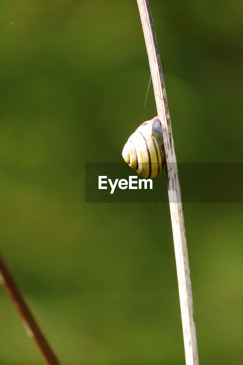 CLOSE-UP OF PLANT AGAINST BLURRED BACKGROUND