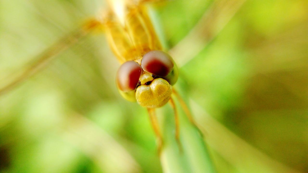 CLOSE-UP VIEW OF YELLOW PLANT