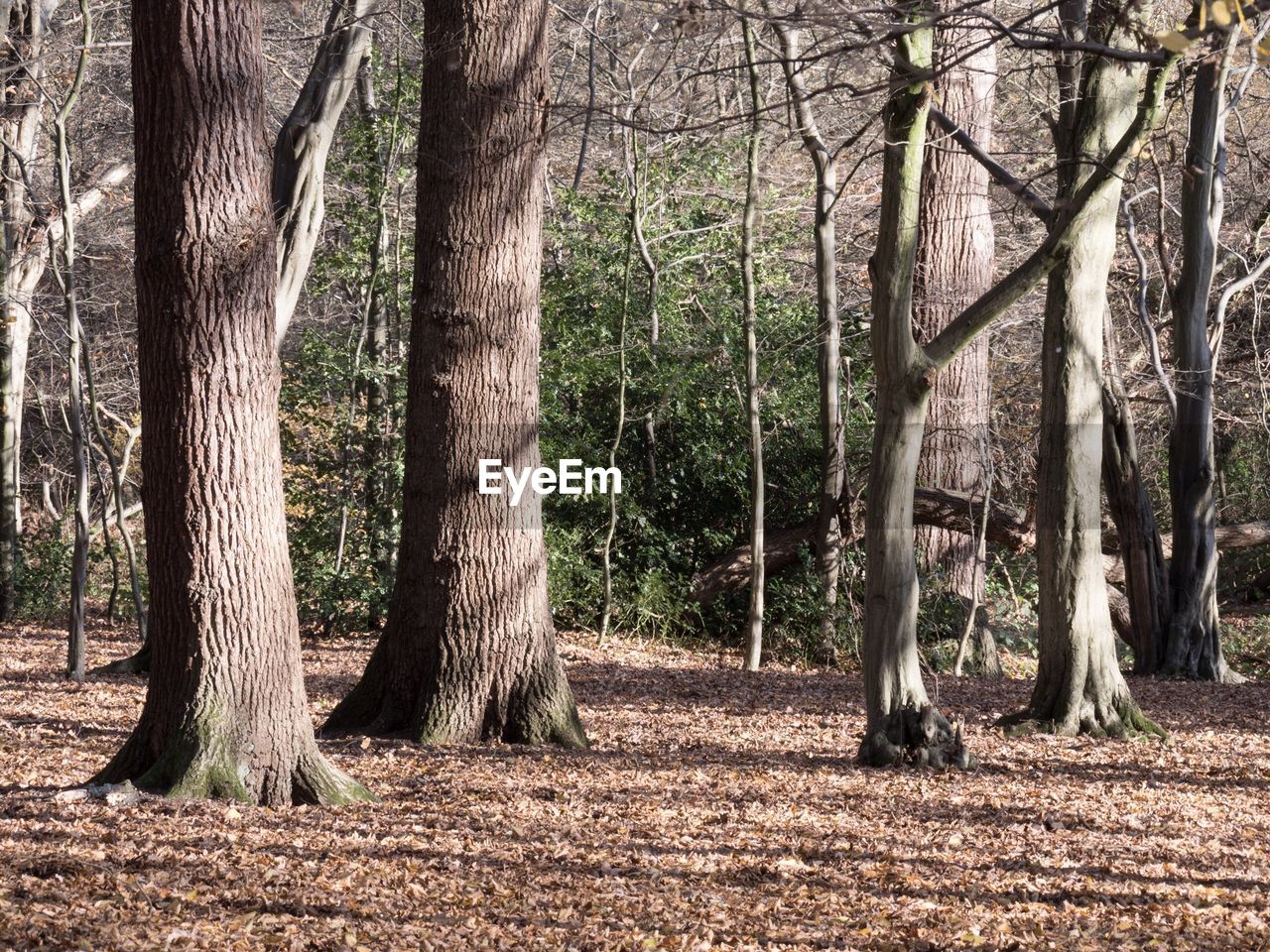 TREES AND FOREST IN SUNLIGHT