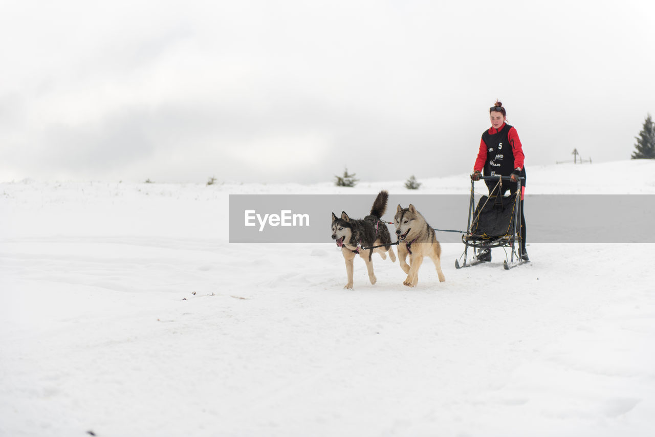 VIEW OF A DOG ON SNOW