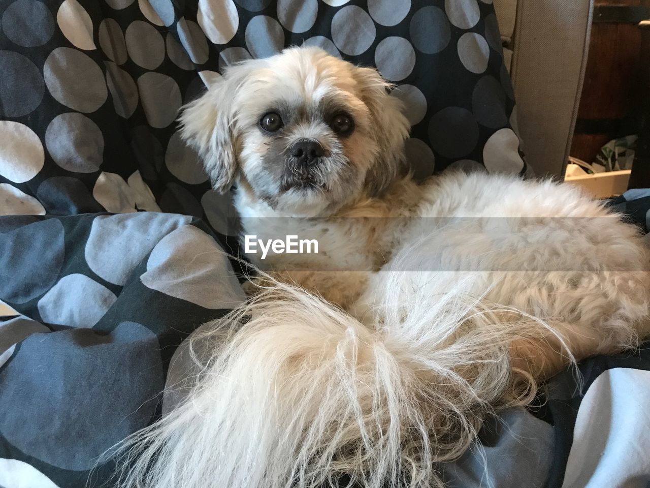Portrait of dog relaxing on sofa at home