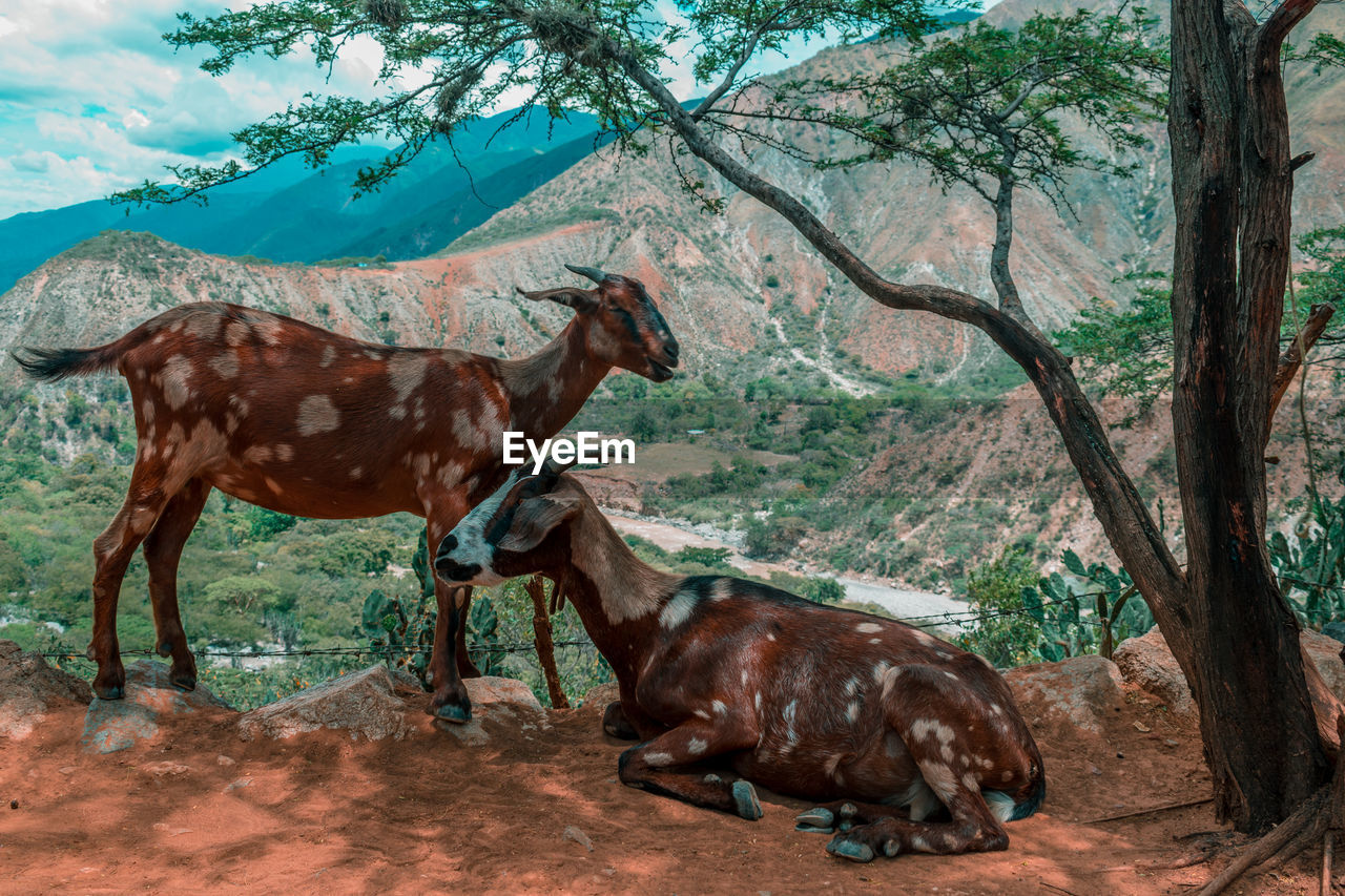 VIEW OF DEER ON TREE