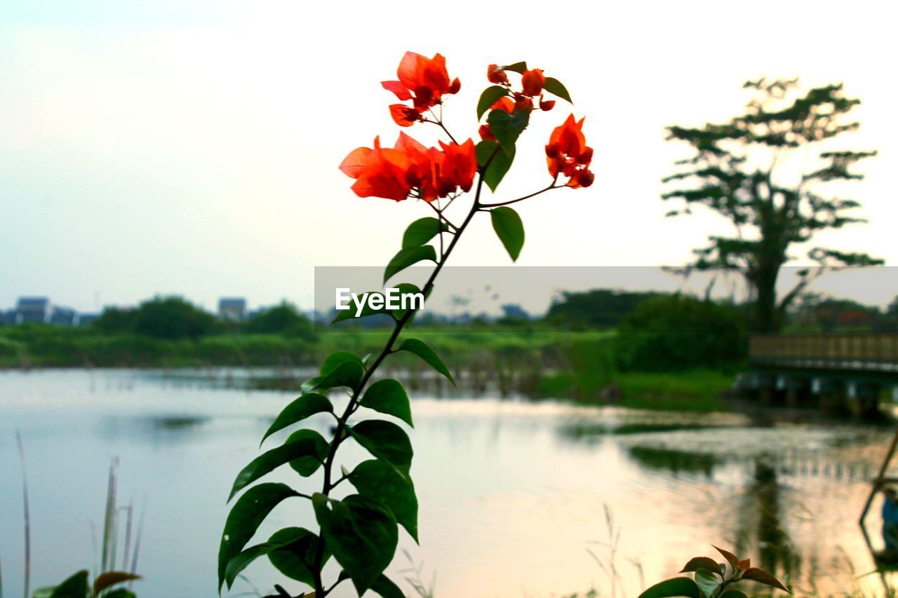 plant, beauty in nature, flower, nature, water, flowering plant, lake, freshness, sky, leaf, no people, plant part, tree, red, tranquility, reflection, outdoors, petal, growth, focus on foreground, flower head, tranquil scene, fragility, day, inflorescence, scenics - nature, rose, environment, close-up