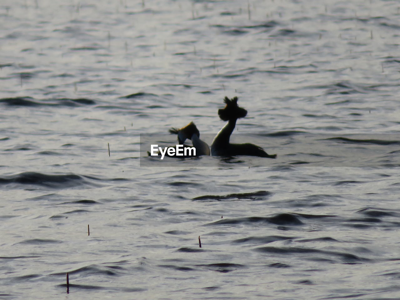 BIRDS SWIMMING IN LAKE