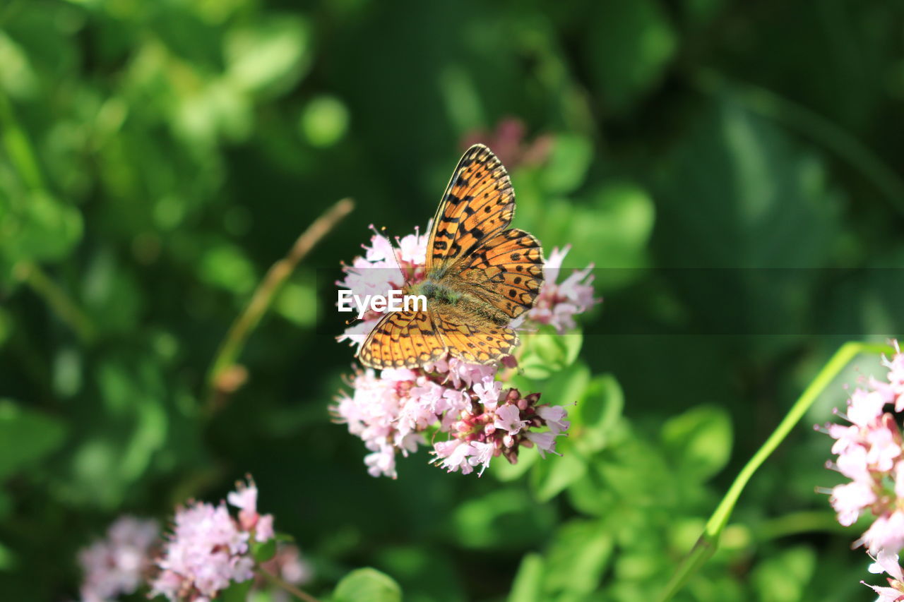 CLOSE-UP OF BUTTERFLY POLLINATING ON PINK FLOWER