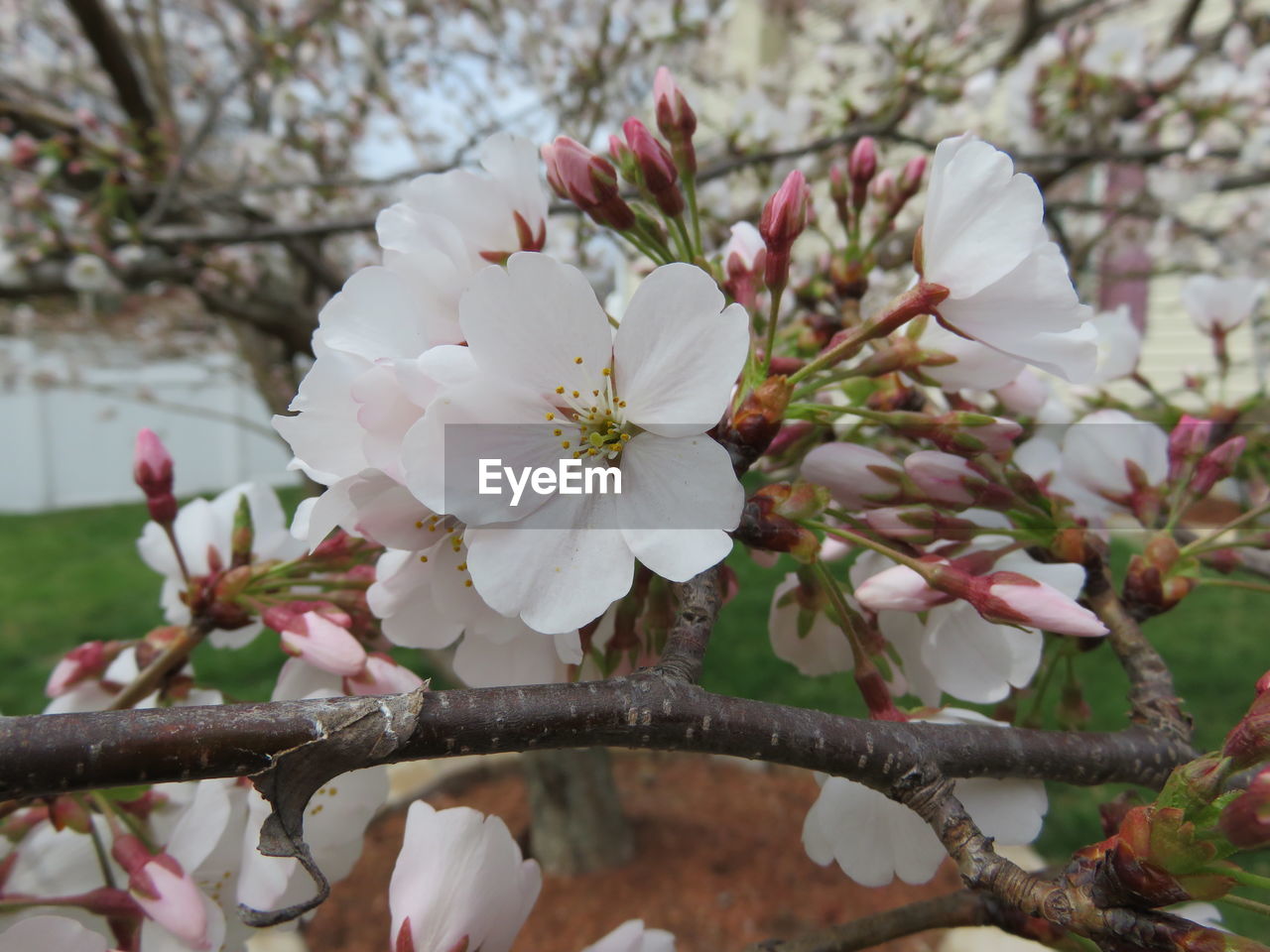 Close-up of pink flowers blooming in park