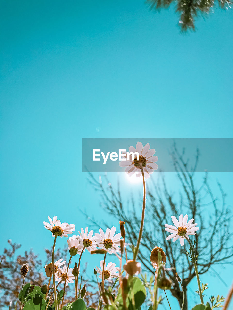 Close-up of flowering plants against blue sky