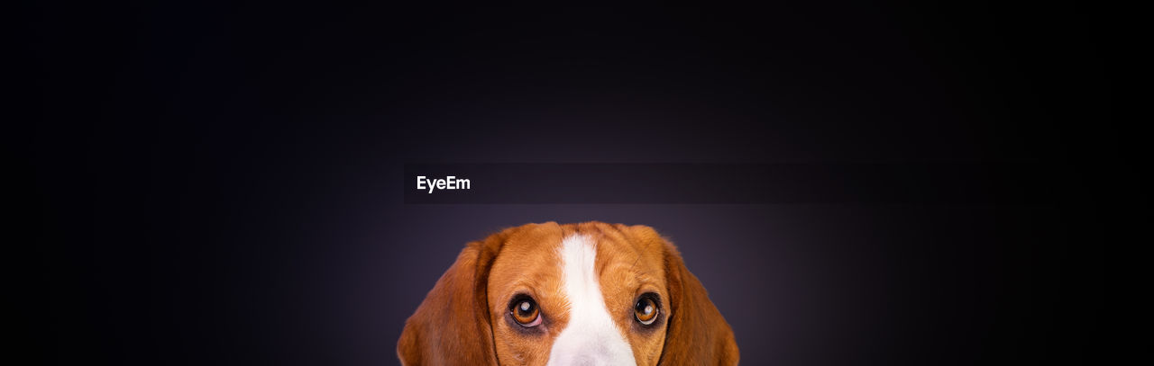 CLOSE-UP PORTRAIT OF A DOG OVER BLACK BACKGROUND