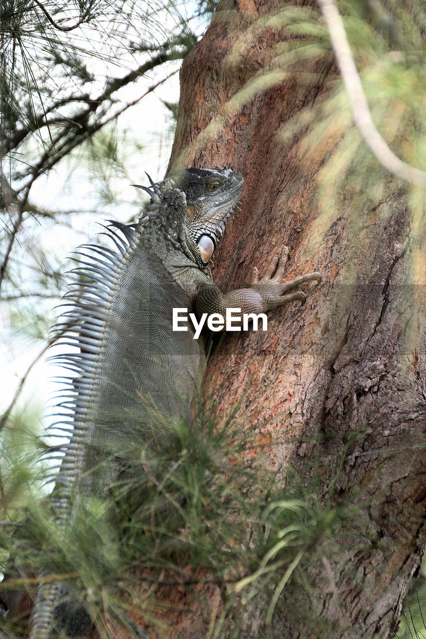 VIEW OF SQUIRREL ON TREE
