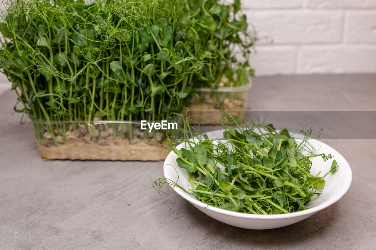 high angle view of potted plant on table